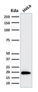 Western blot analysis of human HeLa cell lysate using Anti-Ferritin Light Chain Antibody [FTL/1386]