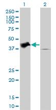 Anti-TRIB2 Mouse Monoclonal Antibody [clone: 1B1]