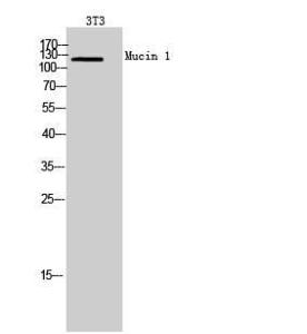 Western blot analysis of 3T3 cells using Anti-MUC1 Antibody