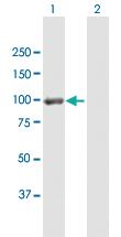 Anti-DLG4 Mouse Polyclonal Antibody