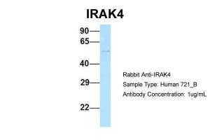 Anti-IRAK4 Rabbit Polyclonal Antibody