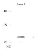 Anti-HP1 alpha Antibod