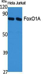 Western blot analysis of various cells using Anti-FOXO1A Antibody