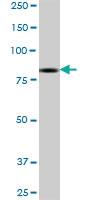 Anti-DLG4 Mouse Polyclonal Antibody