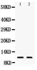 Anti-Eotaxin 3 Rabbit Polyclonal Antibody