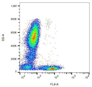 Surface staining of CD5 in human peripheral blood cells with Anti-CD5 Antibody (A86237)