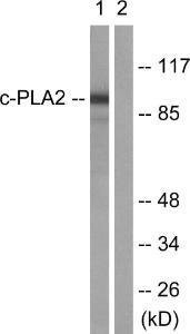 Anti-c-PLA2 antibody