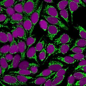 Immunofluorescent analysis of HeLa cells stained with Anti-Mitochondria Antibody [SPM198] (CFand#174; 488) (Green). Nuclear counterstain is RedDot