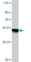 Anti-GEMIN7 Mouse Monoclonal Antibody [clone: 2E2]