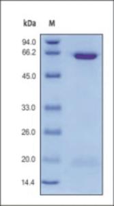 The purity of rh PCSK9 was determined by DTT-reduced (+) SDS-PAGE and staining overnight with Coomassie Blue.