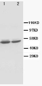 Anti-c-Fos Rabbit Polyclonal Antibody