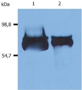 Western Blotting analysis (reducing conditions) of human serum albumin using Anti-Albumin Antibody (A86266). Lane 1: Human blood plasma. Lane 2: Human blood serum