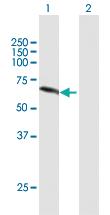 Anti-NEK11 Mouse Polyclonal Antibody