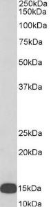 Anti-ALOX5AP Antibody (A82923 / Biotin) (0.3µg/ml) staining of U937 lysate (35µg protein in RIPA buffer), exactly mirroring its parental non-biotinylated product. Primary incubation was 1 hour.