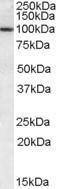 Anti-CLCA1 Goat Polyclonal Antibody