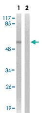 Anti-HDAC1 Rabbit Polyclonal Antibody