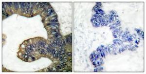 Anti-c-PLA2 antibody 1:100