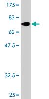 Anti-IFI44L Mouse Polyclonal Antibody