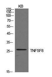 Western blot analysis of KB cells using Anti-TNFSF8 Antibody