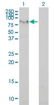 Anti-FAM65B Mouse Monoclonal Antibody [clone: 2F6-1A11]