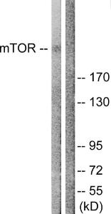 Western blot analysis of lysates from NIH/3T3 cells, treated with Insulin 0.01U/ml 15' using Anti-mTOR Antibody. The right hand lane represents a negative control, where the antibody is blocked by the immunising peptide