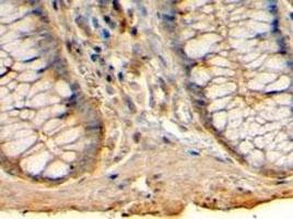 Anti-HRH1 Goat Polyclonal Antibody