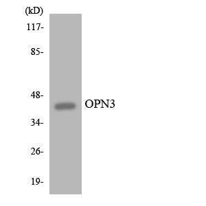 Western blot analysis of the lysates from Jurkat cells using Anti-OPN3 Antibody