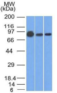 Anti-beta Catenin antibody