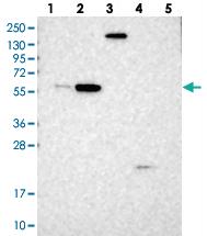 Anti-BUD13 Rabbit Polyclonal Antibody