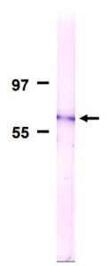 Anti-NUP62 Antibody