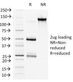 Anti-beta Catenin antibody