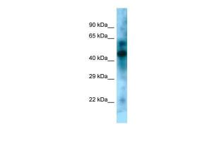 Anti-KLF15 Rabbit Polyclonal Antibody