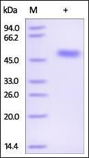 The purity of rh SERPINF1 / PEDF was determined by DTT-reduced (+) SDS-PAGE and staining overnight with Coomassie Blue.