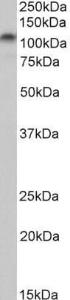 Antibody anti-PSD95 100 µg