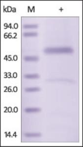 The purity of rh Serpin H1 / HSP47 was determined by DTT-reduced (+) SDS-PAGE and staining overnight with Coomassie Blue.