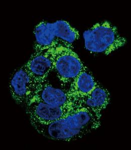 Anti-CSF1R Rabbit Polyclonal Antibody (AP (Alkaline Phosphatase))