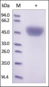 The purity of rh Serpin A1 was determined by DTT-reduced (+) SDS-PAGE and staining overnight with Coomassie Blue.