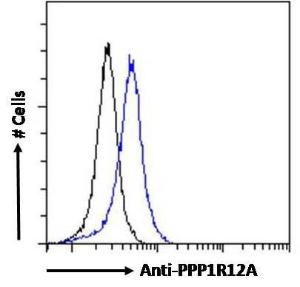 Anti-PPP1R12A antibody