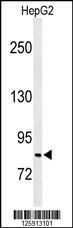 Anti-MISP Rabbit Polyclonal Antibody (PE (Phycoerythrin))