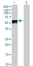 Anti-PROC Rabbit Polyclonal Antibody