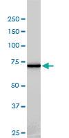 Anti-NEK11 Mouse Monoclonal Antibody [clone: 4E1-1F4]