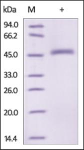 The purity of rh Serpin E2 /PN1 /GDN was determined by DTT-reduced (+) SDS-PAGE and staining overnight with Coomassie Blue.