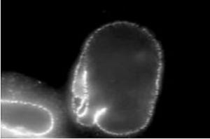 Anti-NUP62 Antibody