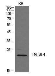 Anti-CD252 Rabbit Polyclonal Antibody