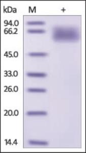 The purity of rh SERPINA3 was determined by DTT-reduced (+) SDS-PAGE and staining overnight with Coomassie Blue.