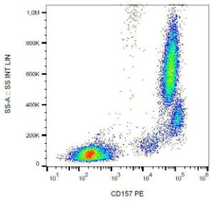 Surface staining of human peripheral blood leukocytes with Anti-CD157 Antibody (A86302)