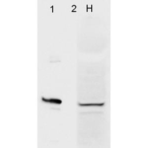 Western blot analysis of human Cervical cancer cell line (HeLa) lysate showing detection of Aha1 protein using Anti-AHA1 Antibody [4H9-D7] (A304911) at 1:1,000. (1) HeLa cell lysate (2) recombinant Aha1 cell lysate.