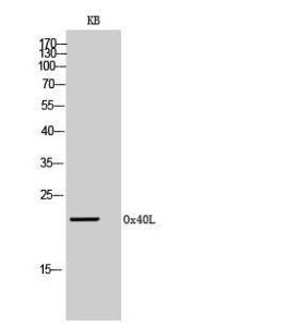 Anti-CD252 Rabbit Polyclonal Antibody