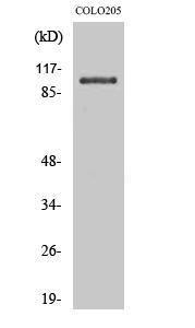 Anti-INPP5F Rabbit Polyclonal Antibody