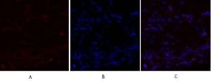 Immunofluorescence analysis of rat kidney tissue using Anti-mTOR Antibody (red) at 1:200 (4°C overnight). Cy3 labelled secondary antibody was used at 1:300 (RT 50min). Panel A: Target. Panel B: DAPI. Panel C: Merge